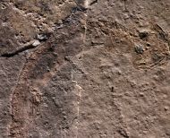 Apateon pedestris (Meyer,1844)