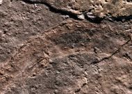 Apateon pedestris (Meyer,1844)