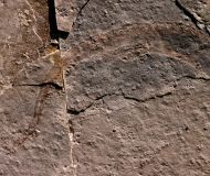 Apateon pedestris (Meyer,1844)