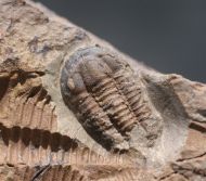 Litavkaspis rejkovicensis FATKA et al., 1987