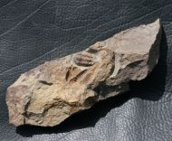 Litavkaspis rejkovicensis FATKA et al., 1987