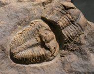 Conocoryphe cirina & Eccaparadoxides pusillus