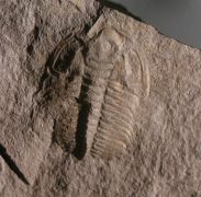 Conocoryphe cirina & Eccaparadoxides pusillus