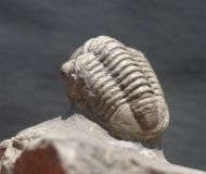 Gerastos cuvieri (STEININGER, 1831)