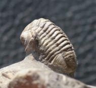 Gerastos cuvieri (STEININGER, 1831)