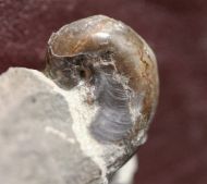 Bellarophon sp.