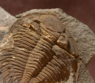 Asteropyge sp. A RICHTER R.  1943