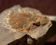 Asteropyge sp. A RICHTER R.  1943