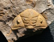 Dalmanitina socialis (BARRANDE, 1846)