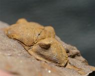 Dalmanitina socialis (BARRANDE, 1846)
