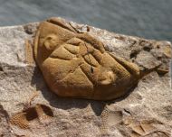 Dalmanitina socialis (BARRANDE, 1846)