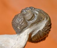Phacops sp. ("Smiley-Phacops")
