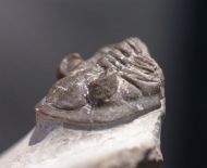Asteropyge punctata (STEININGER, 1831)