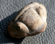 Dipleura dekayi boliviensis (WOLFART, 1968)