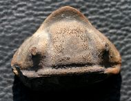 Dipleura dekayi boliviensis (WOLFART, 1968)
