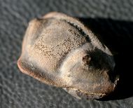Dipleura dekayi boliviensis (WOLFART, 1968)