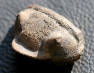 Dipleura dekayi boliviensis (WOLFART, 1968)