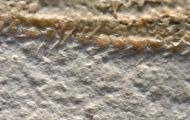 Riedaster reicheli Kutscher & Rper 1999