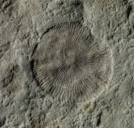Dickinsonia costata (Sprigg, 1947)
