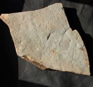 Dickinsonia costata (Sprigg, 1947)