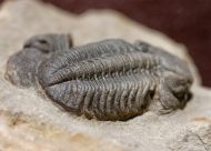 Boeckops sp.