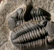 Boeckops sp.