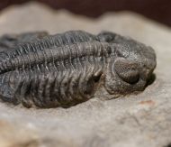 Boeckops sp.