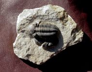 Boeckops sp.