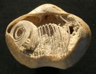 Spiriferina pinguis