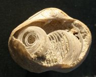 Spiriferina pinguis