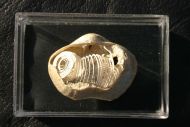 Spiriferina pinguis