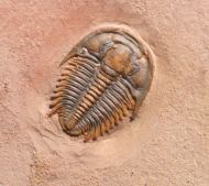 Modocia typicalis (Resser, 1938)