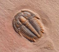 Modocia typicalis (Resser, 1938)