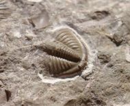 Dechenella soetenica Basse, 2002