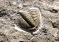 Dechenella soetenica Basse, 2002