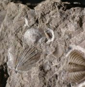 Dechenella soetenica Basse, 2002