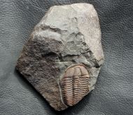 Conocoryphe sulzeri (Schlotheim 1823)