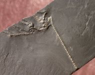 Rhadinocrinus nanus (Roemer 1862)