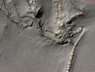 Rhadinocrinus nanus (Roemer 1862)