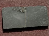 Rhadinocrinus nanus (Roemer 1862)