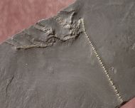 Rhadinocrinus nanus (Roemer 1862)