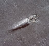 Orthoceras sp.