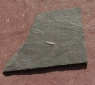 Orthoceras sp.