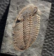 Phacopidina micheli TROMELIN 1877