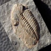 Phacopidina micheli TROMELIN 1877