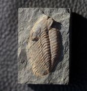 Phacopidina micheli TROMELIN 1877