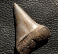 Isurus (Carcharodon) hastalis (Agassiz, 1843)