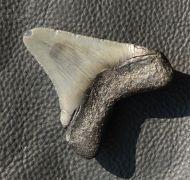 Carcharocles megalodon (Agassiz, 1843)