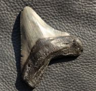 Carcharocles megalodon (Agassiz, 1843)