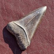 Isurus (Carcharodon) hastalis (Agassiz, 1843)